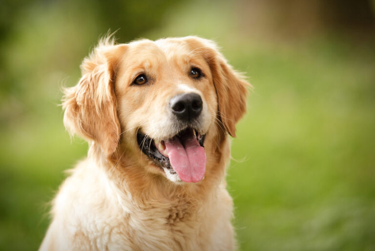beautiful golden retriever dog