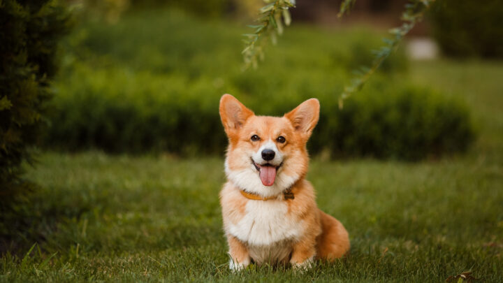 The Top 20 Smartest Dog Breeds In The World
