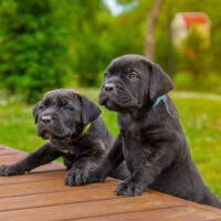 two cane corso puppies