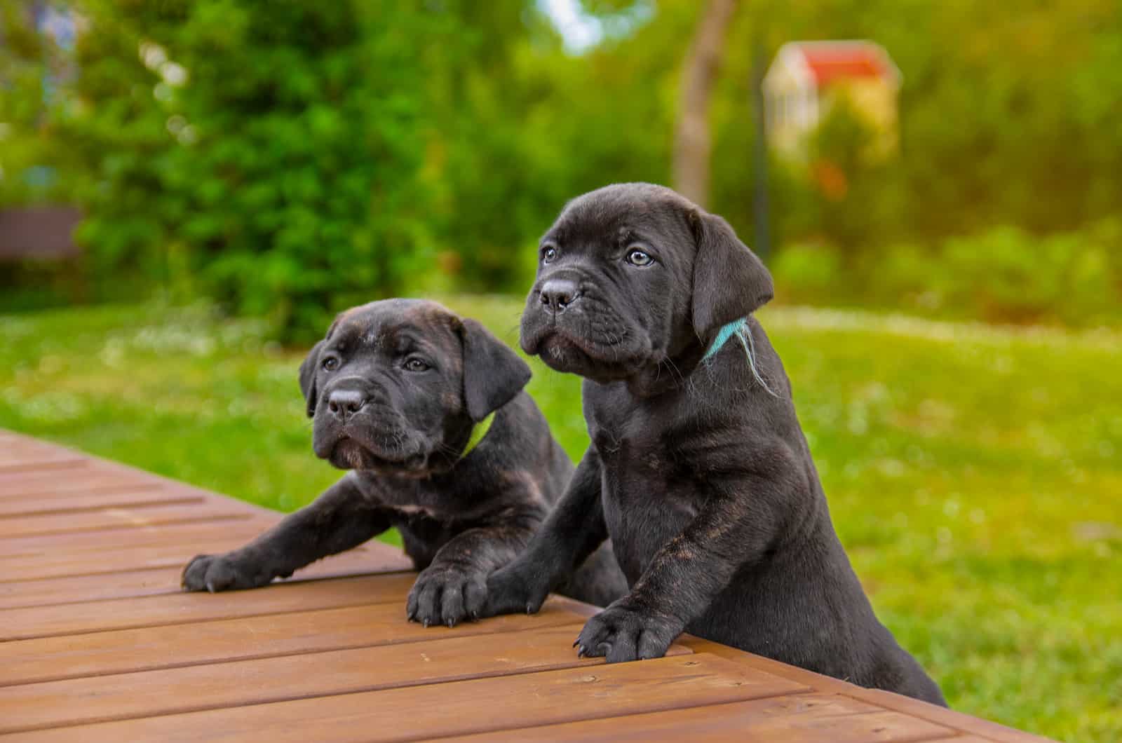 The Top 5 Best Cane Corso Breeders In UK