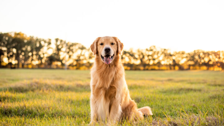 Top 7 Best Field Golden Retriever Breeders In The U.S.