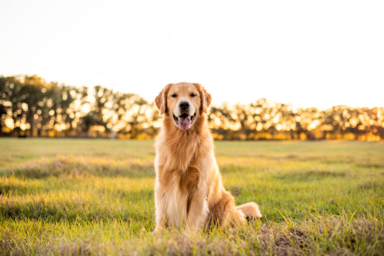 beautiful golden retriever sitting on grass