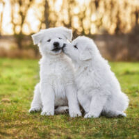 two white puppies