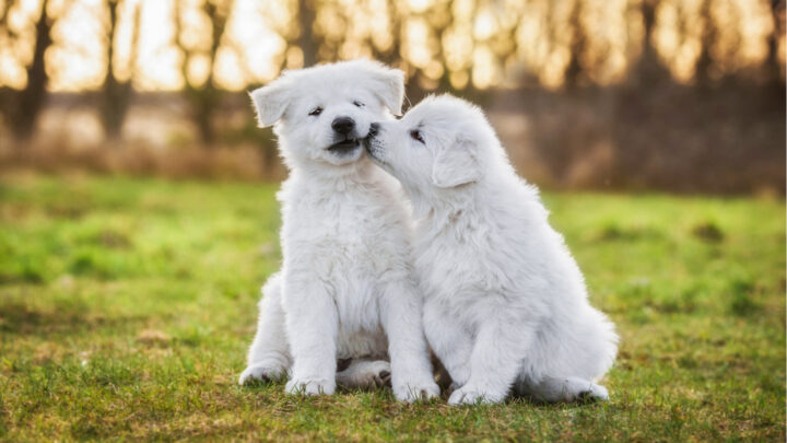 The Top 8 Best Dog Breeders In California