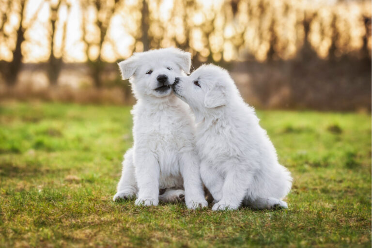 two white puppies