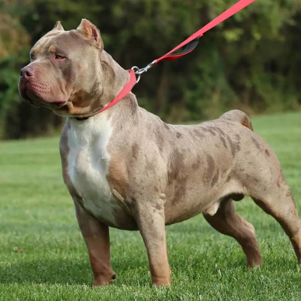 The XL American Bully standing on grass