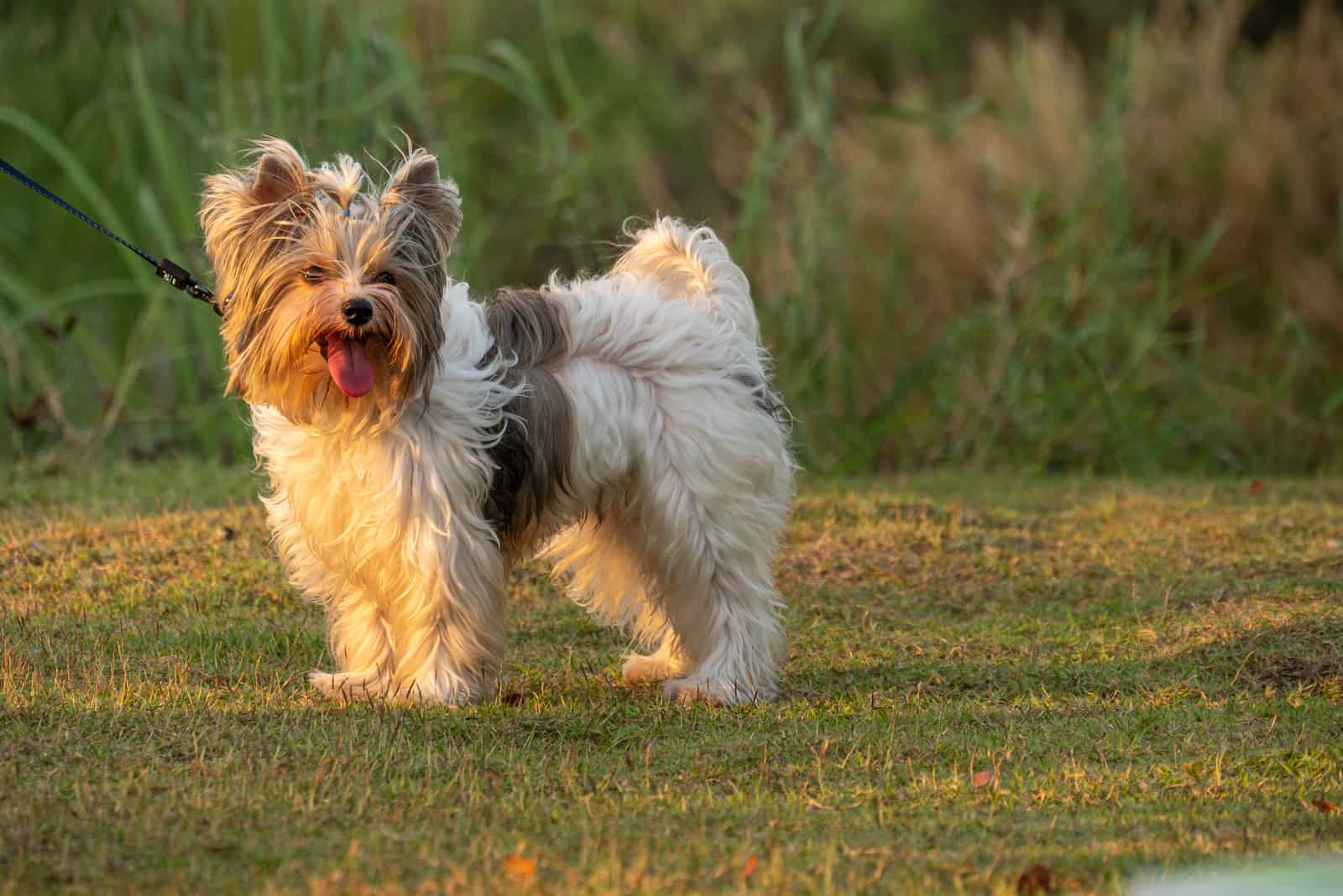 The Yorkshire Terrier stands in the park and looks around