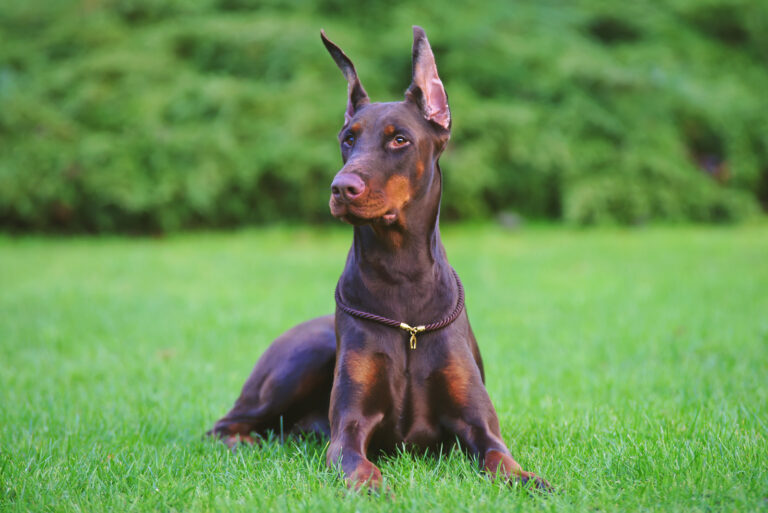 Doberman with cropped ears sitting on grass