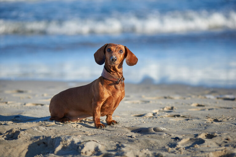 dachshund dog on the bach