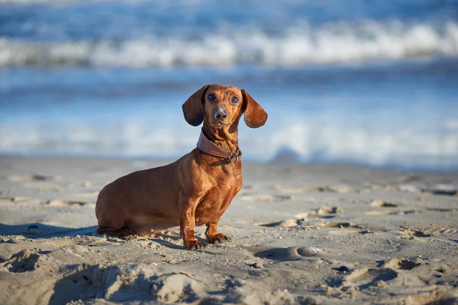 10 Reliable Dachshund Breeders In Florida