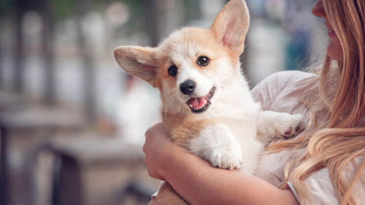 5 Corgi Breeders In Texas: Where To Find This Regal Breed
