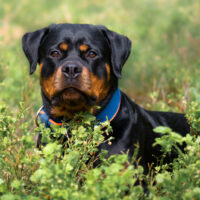 rottweiler wearing a blue collar