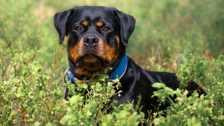 Top 10 Best Collars For Rottweilers: Here Are Our Picks