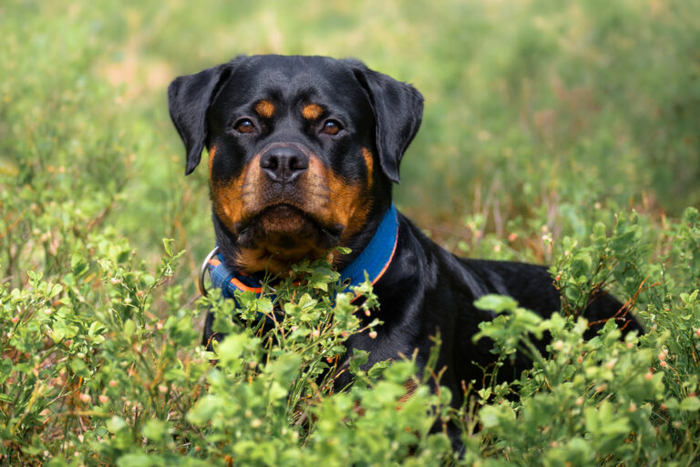 rottweiler wearing a blue collar