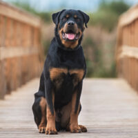 rottweiler standing on a bridge