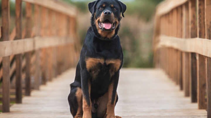 Top 7 Best Brushes For Rottweiler: Groom Like A Pro!