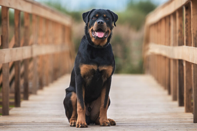 rottweiler standing on a bridge