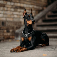 Doberman sitting and looking away