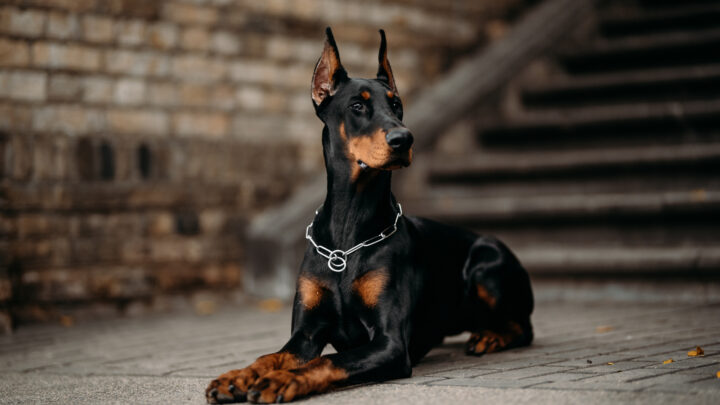 8 Best Shampoos For A Doberman: Making Your Dobie Smell Good