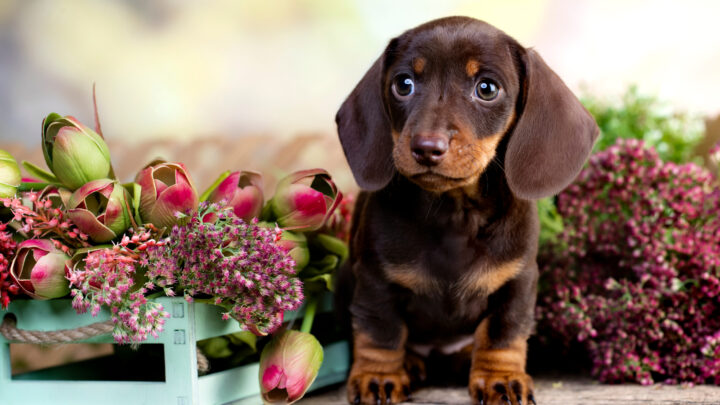 Top 9 Dachshund Breeders In Ohio: Where To Get The Best Doxies