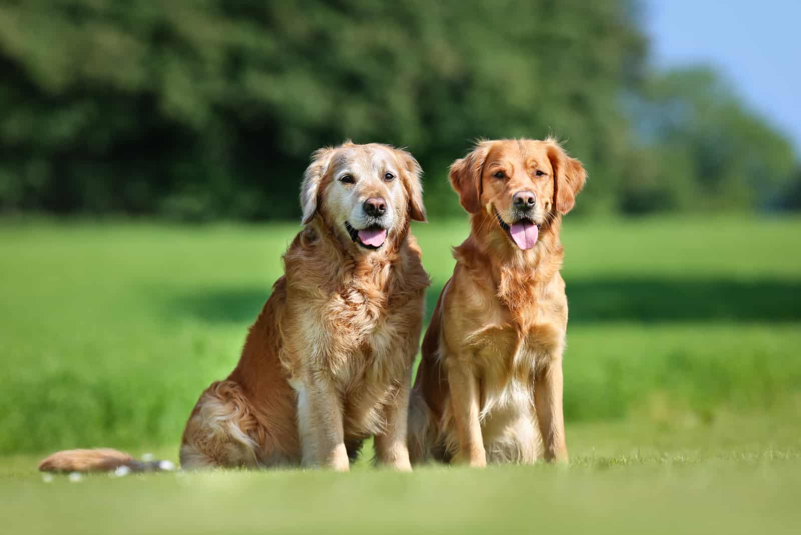 Two Golden Retrievers sitting on grass