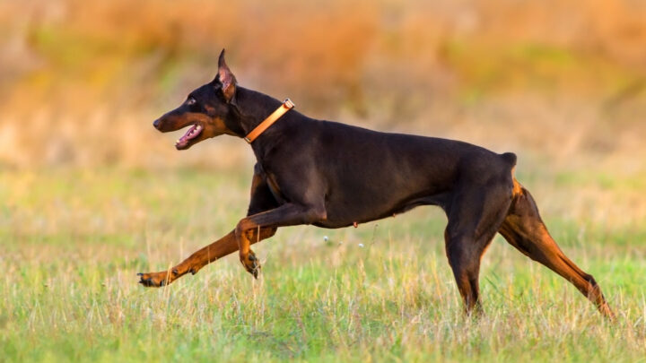 Warlock Doberman: Separating The Facts From The Fantasy