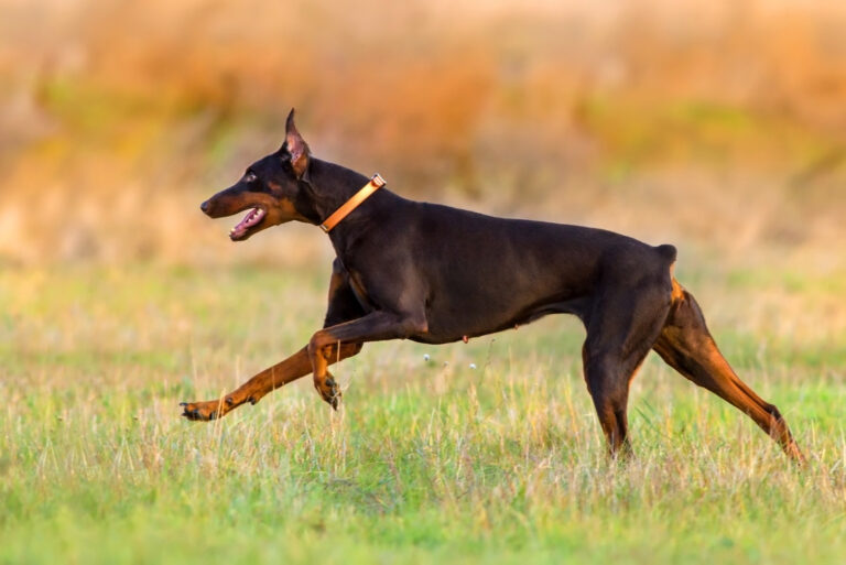 warlock doberman running