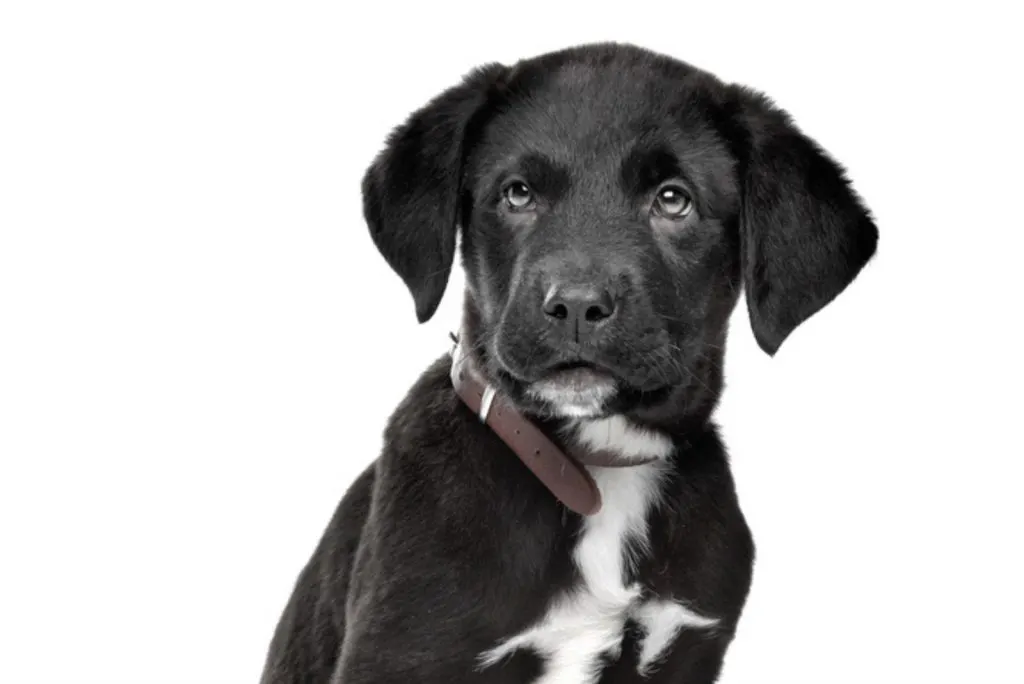 Weiler Dane dog