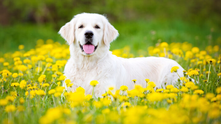 White Golden Retriever Breeders: 5 Places To Get A Goldie