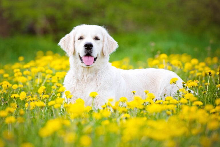 white golden retriever smiling