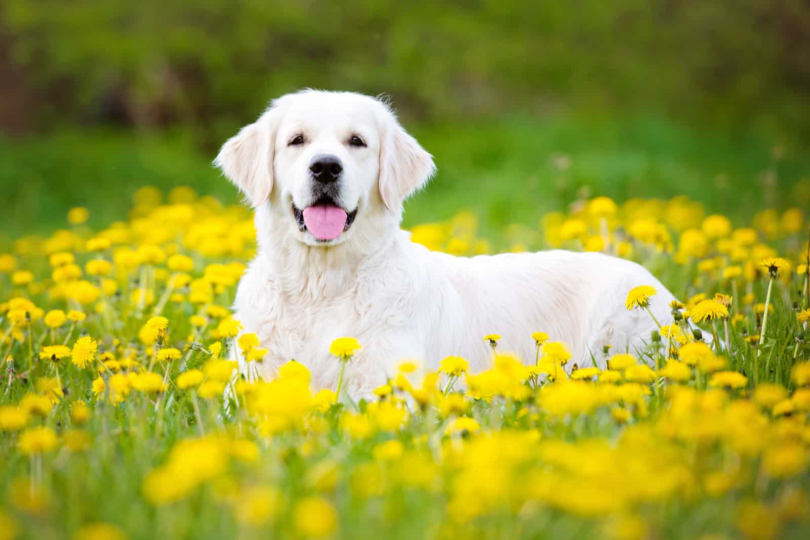 White Golden Retriever Breeders: 5 Places To Get A Goldie