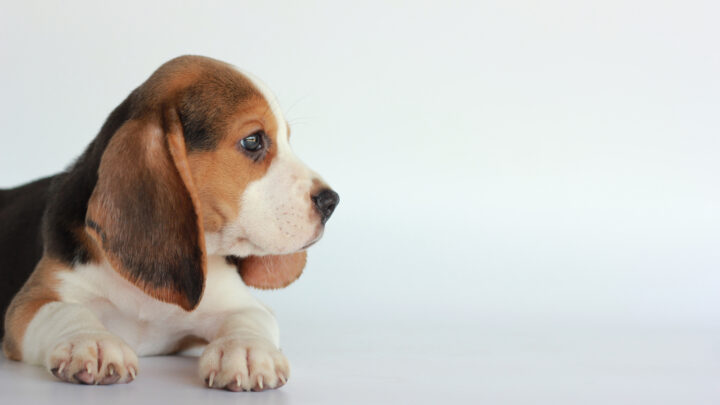 Why Does My Dog Stare Into Space: 9 Reasons For Blank Stares