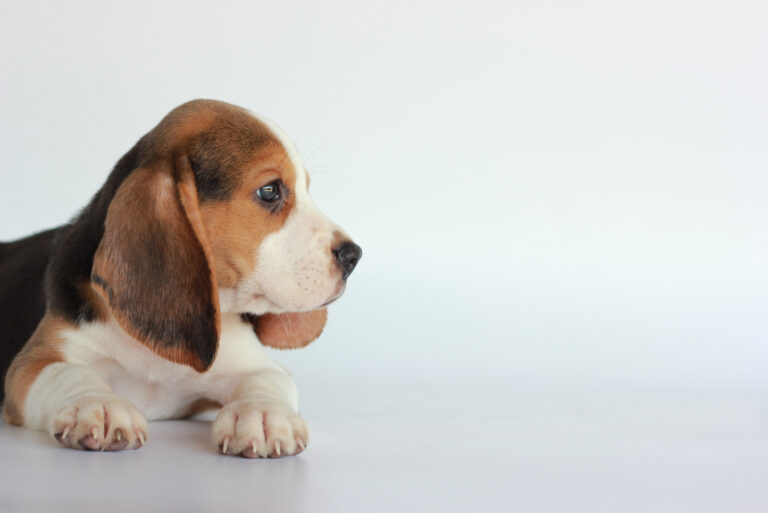 beagle puppy staring into space