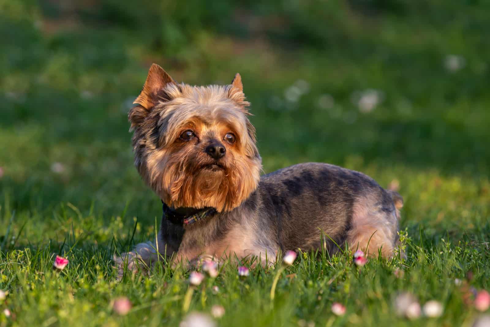 Yorkie sitting in grass looking into distance