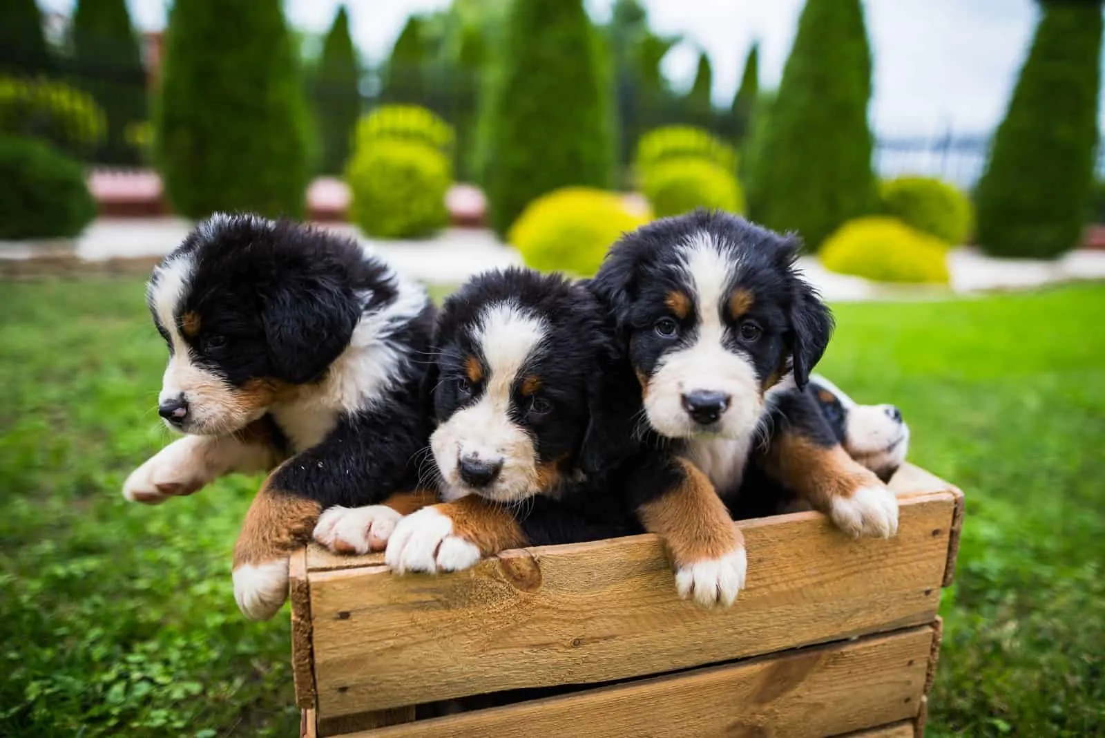 Young bernese mountain dogs in wooden box