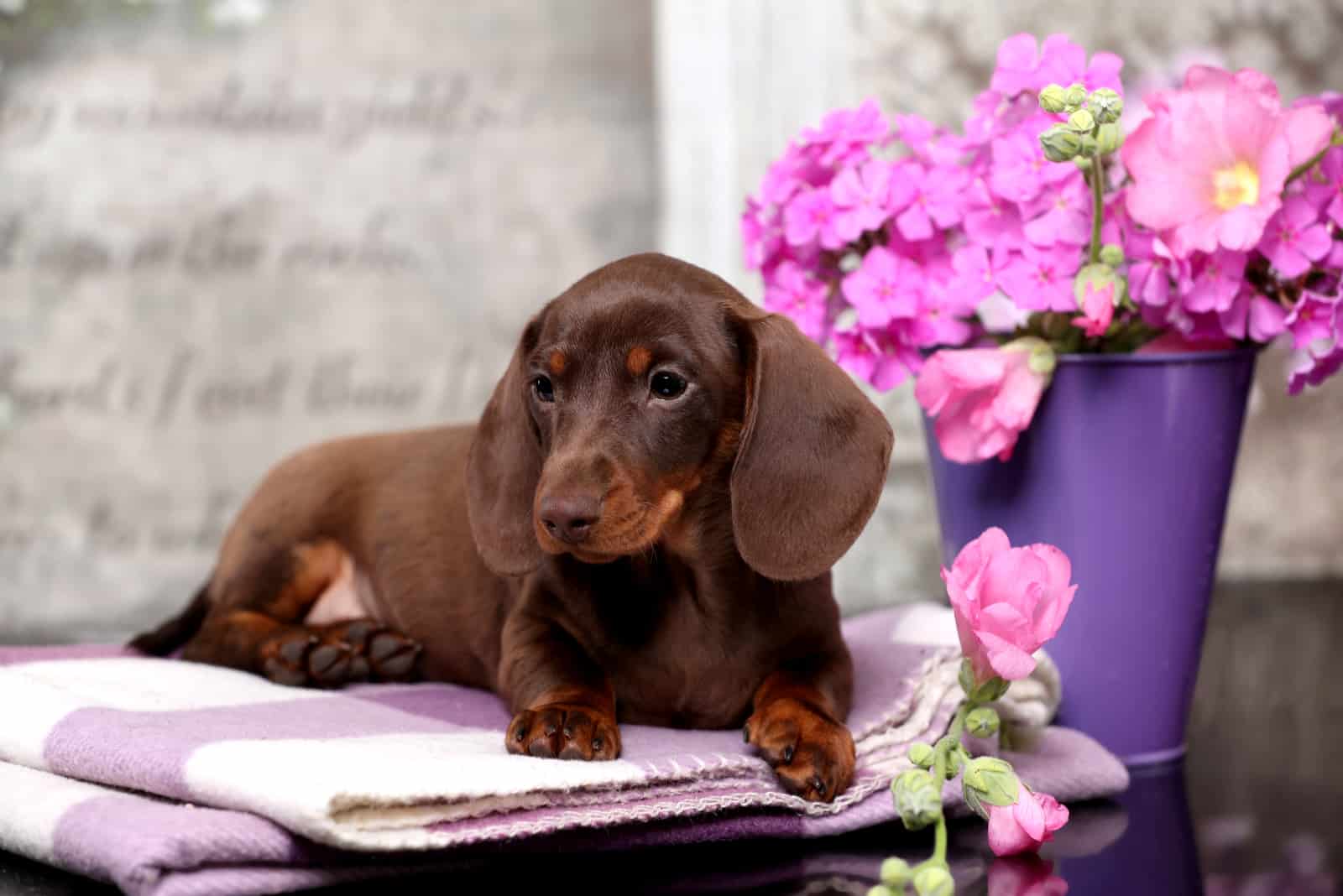 a beautiful Dachshund puppy lies on a blanket