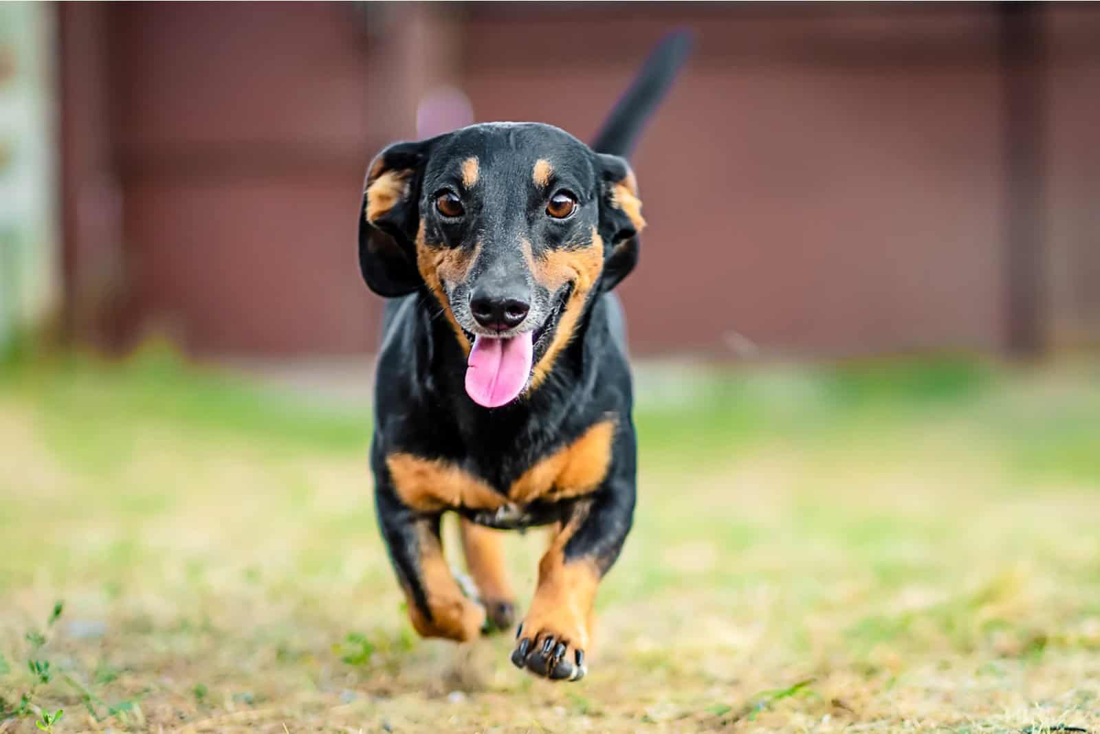 a beautiful dachshund runs around the park