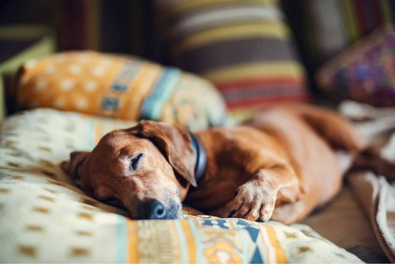 a beautiful dachshund sleeps in bed