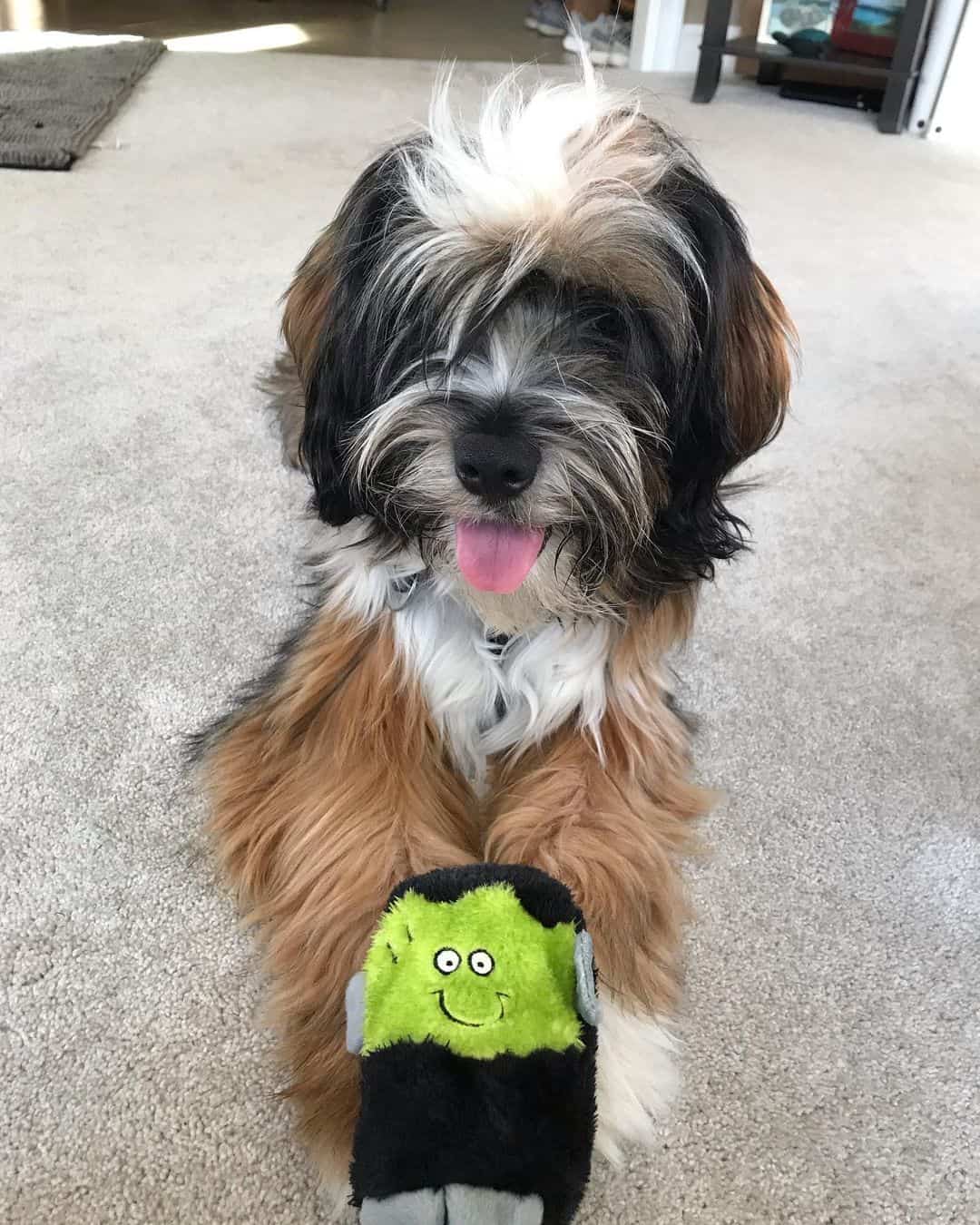 a beautiful tibitan terrier sits next to his toy