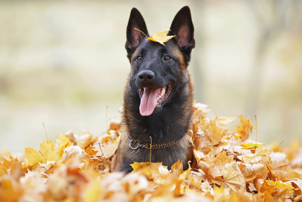 14 Best Dog Foods For Belgian Malinois What To Feed Mals?