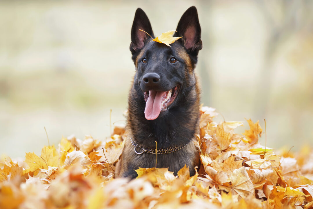 14 Best Dog Foods For Belgian Malinois What To Feed Mals?