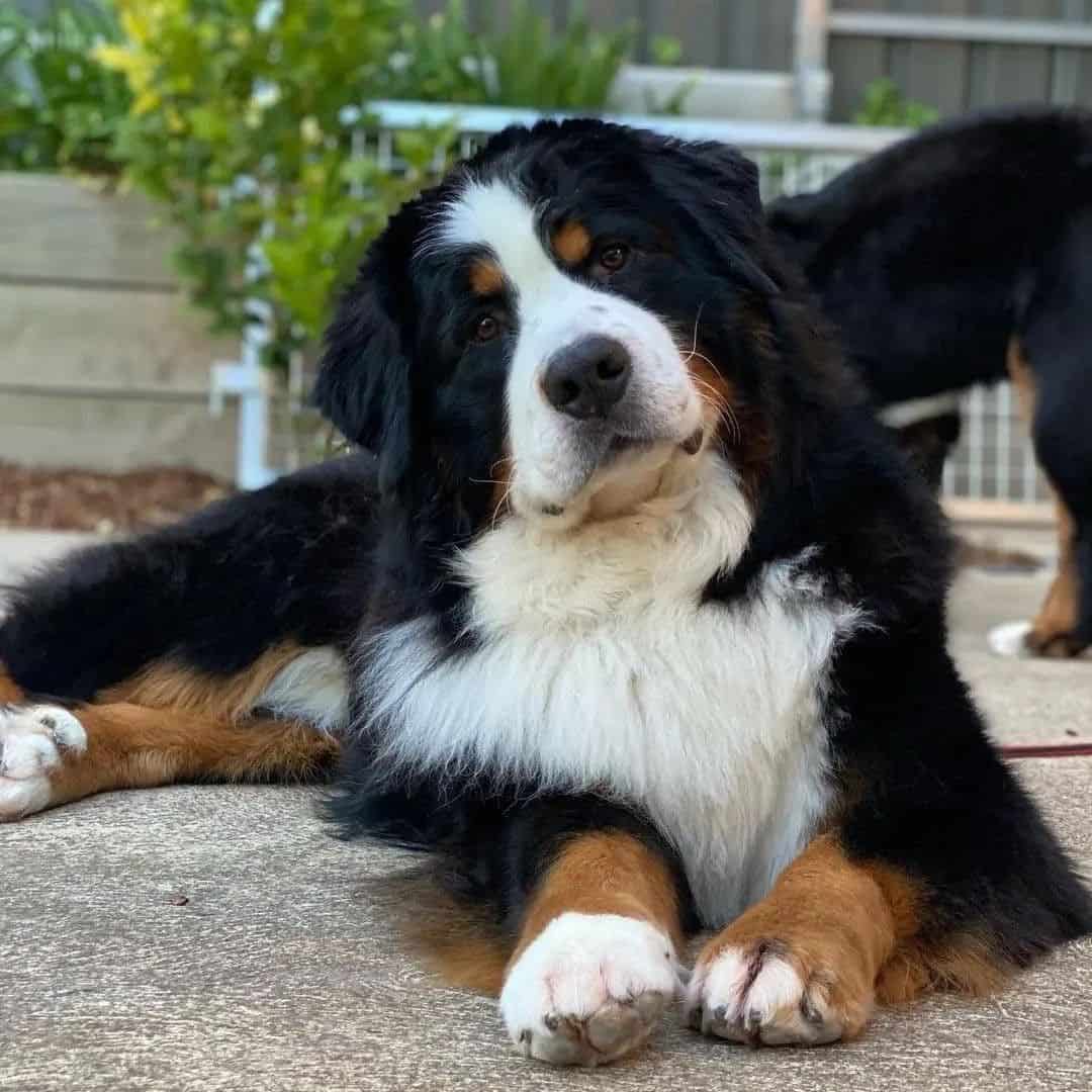 adult bernese mountain dog