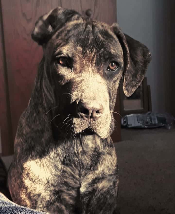 adult cane corso presa canario mix