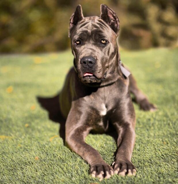 Cane Corso Growth Chart How Big Do These Dogs Get?