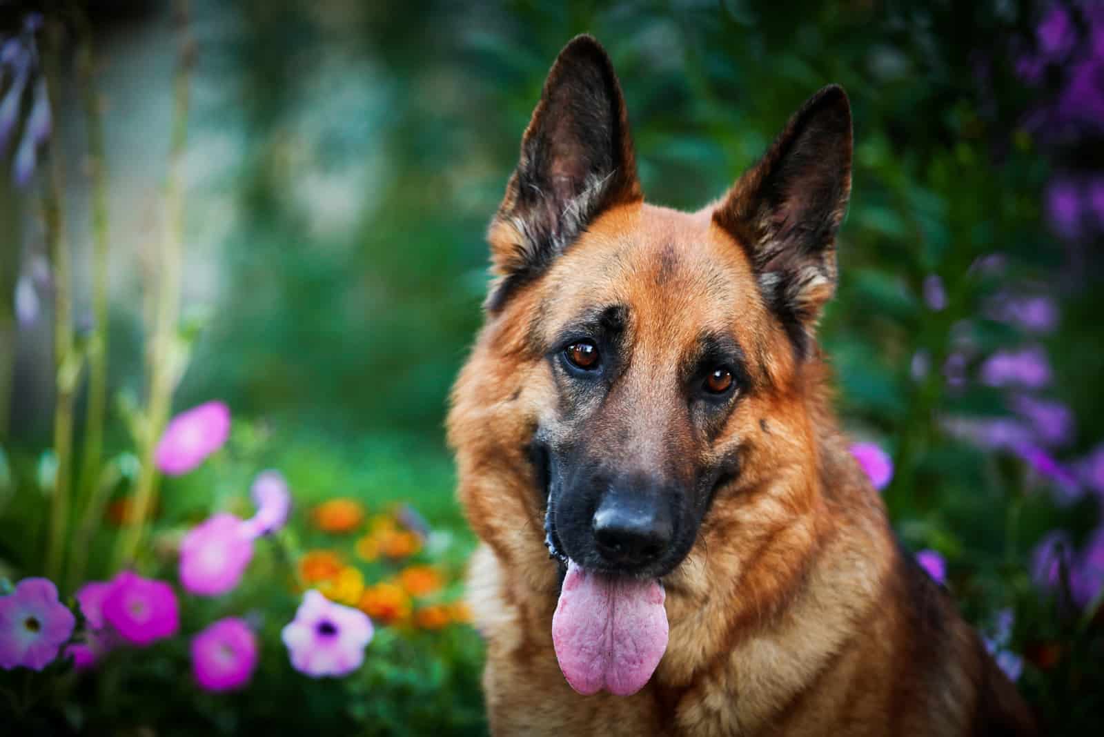 adult german shepherd photographed with flowers in background