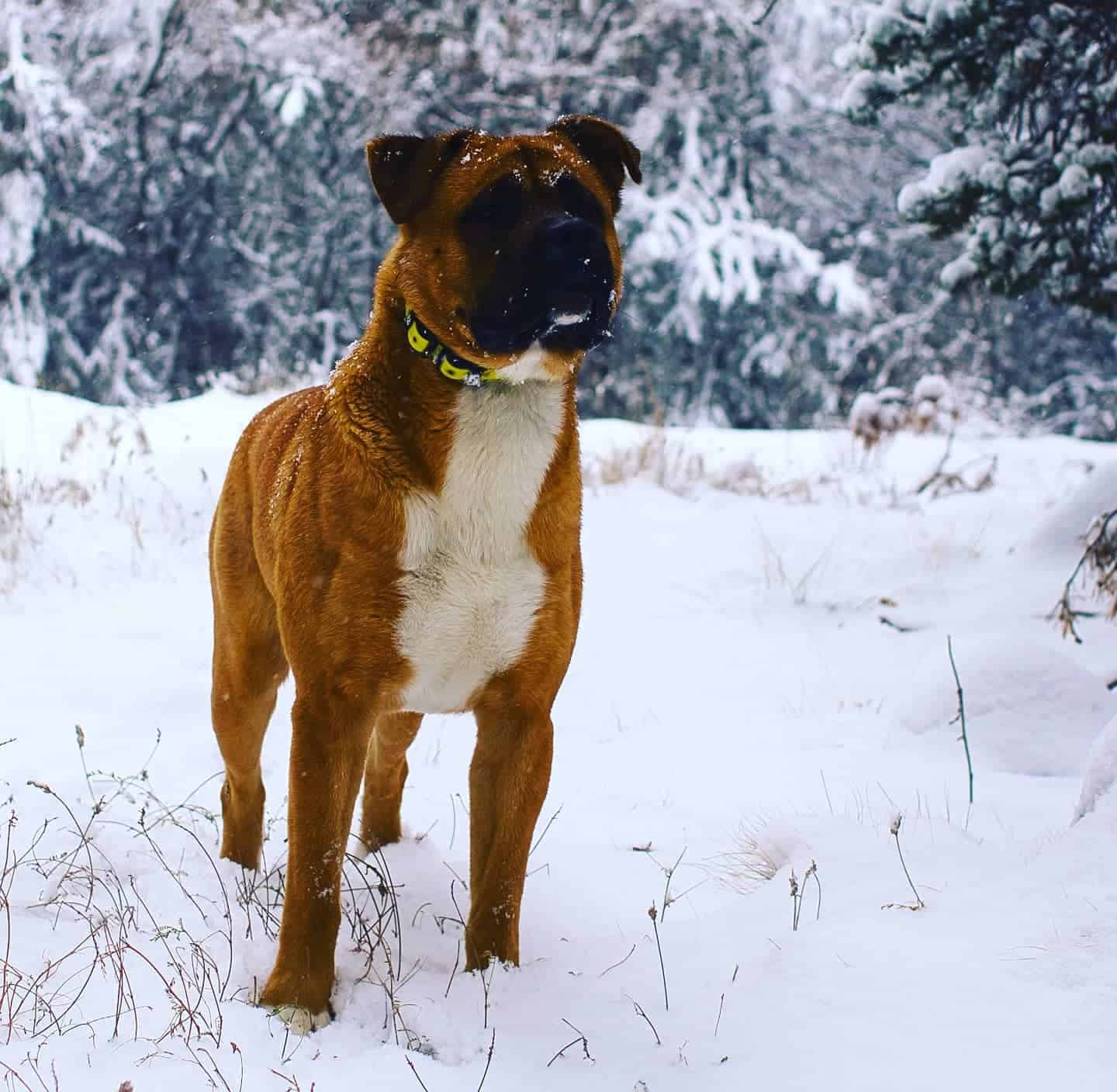 akita inu boxer mix