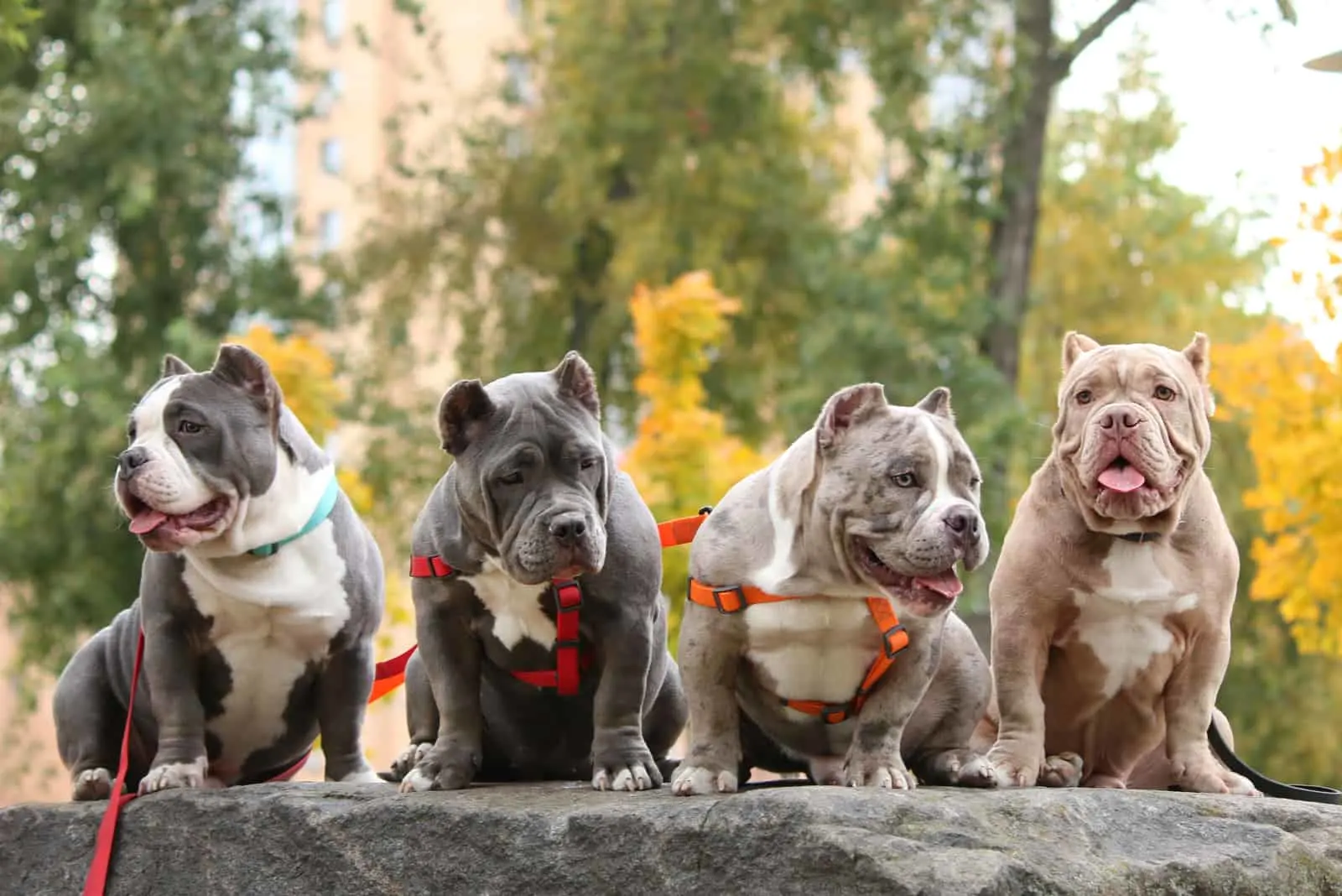 american bullies in different colors sitting outdoor