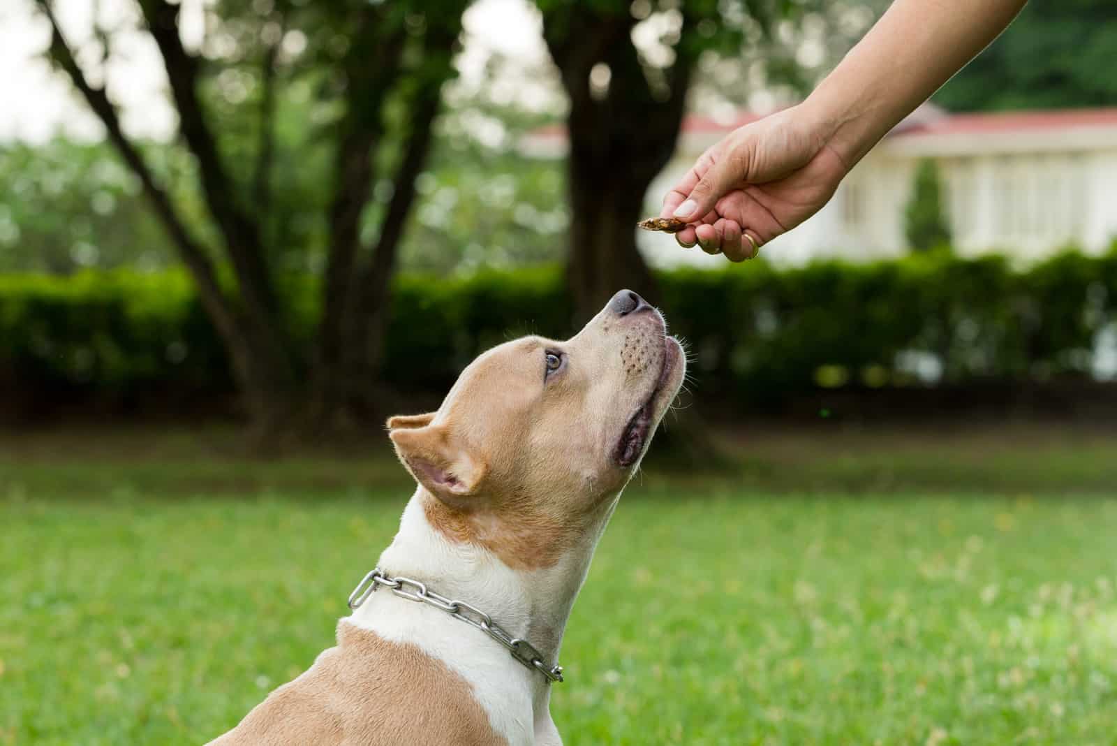 american bully being fed a treat