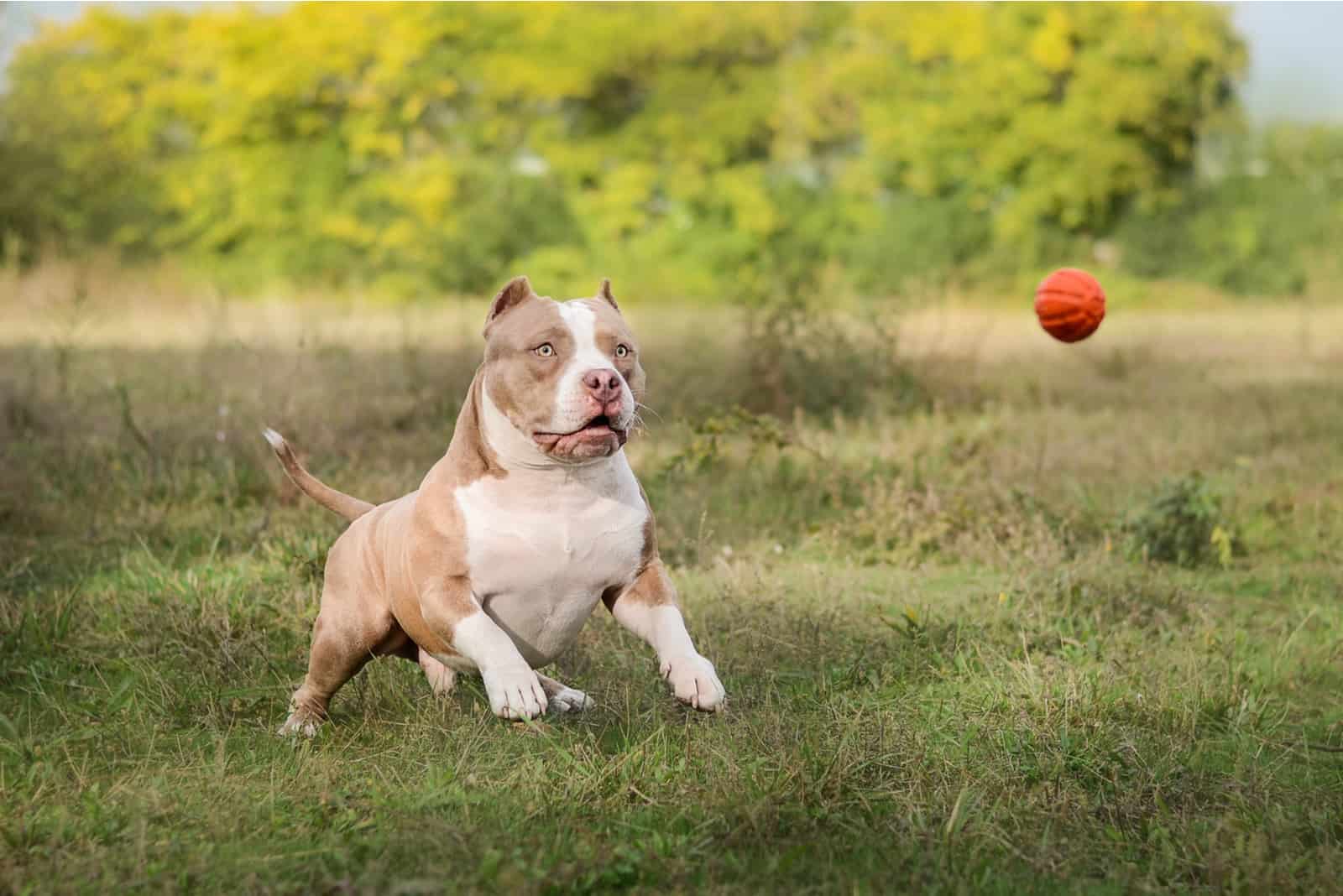 american bully playing with ball