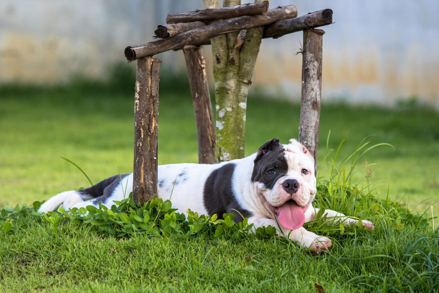Pocket Bully A Guide To This American Bully Dog Breed